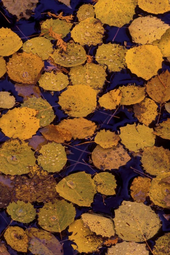 MI, Largetooth aspen leaves in Autumn on water